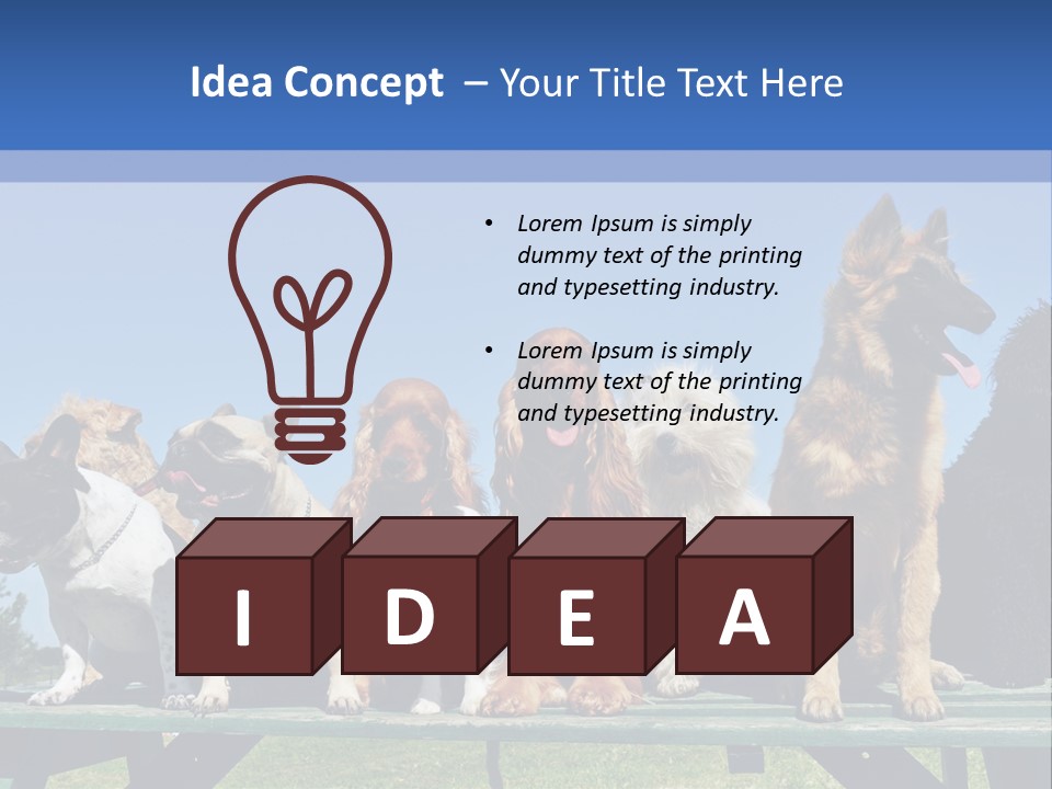 Maltese King Beautiful PowerPoint Template