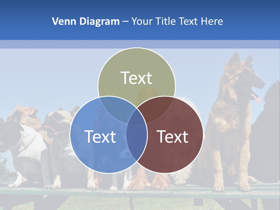 Maltese King Beautiful PowerPoint Template