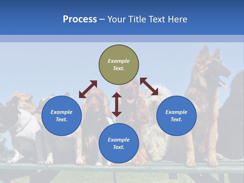 Maltese King Beautiful PowerPoint Template