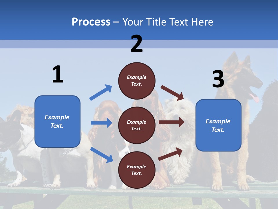 Maltese King Beautiful PowerPoint Template