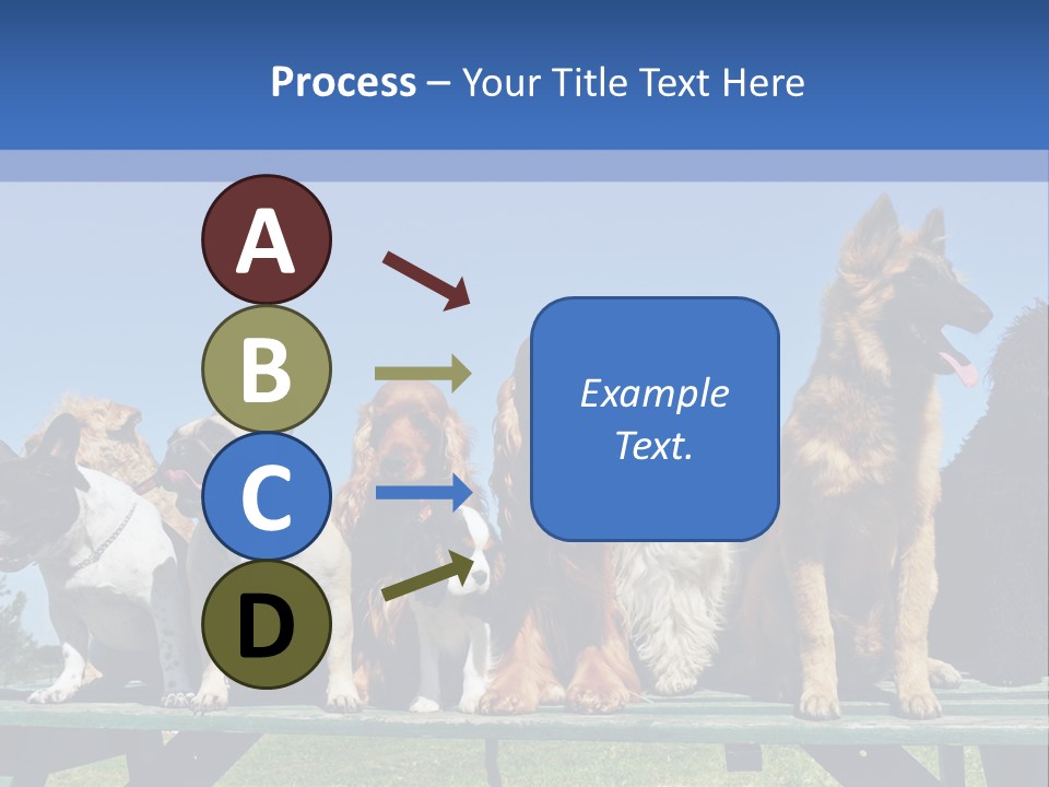 Maltese King Beautiful PowerPoint Template