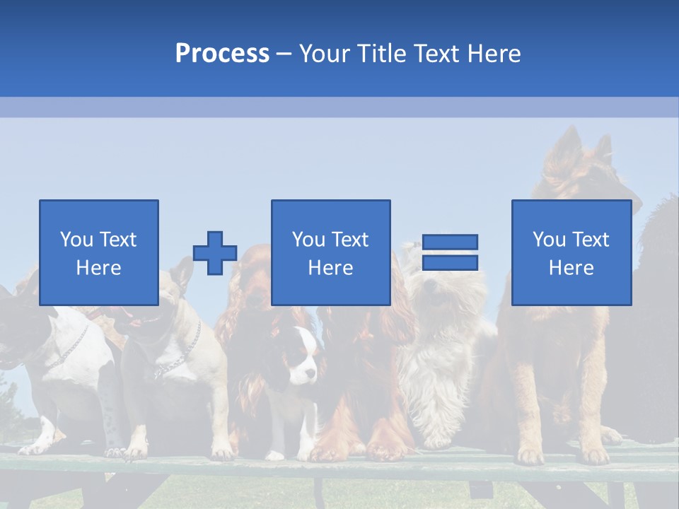 Maltese King Beautiful PowerPoint Template