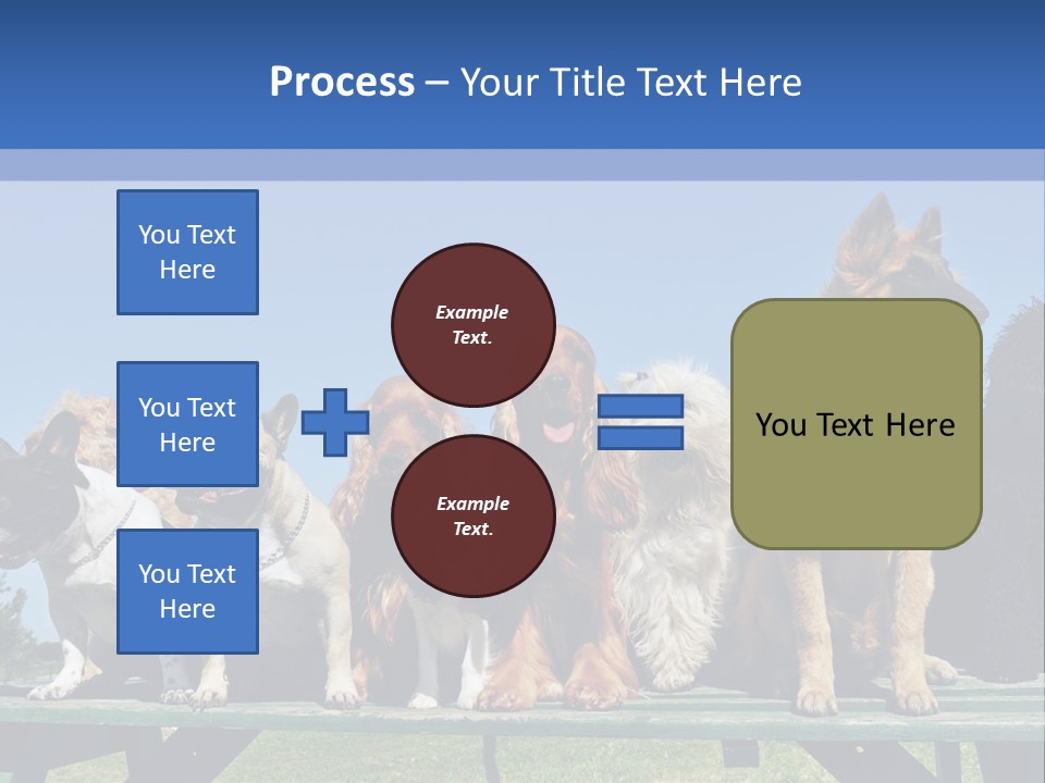 Maltese King Beautiful PowerPoint Template