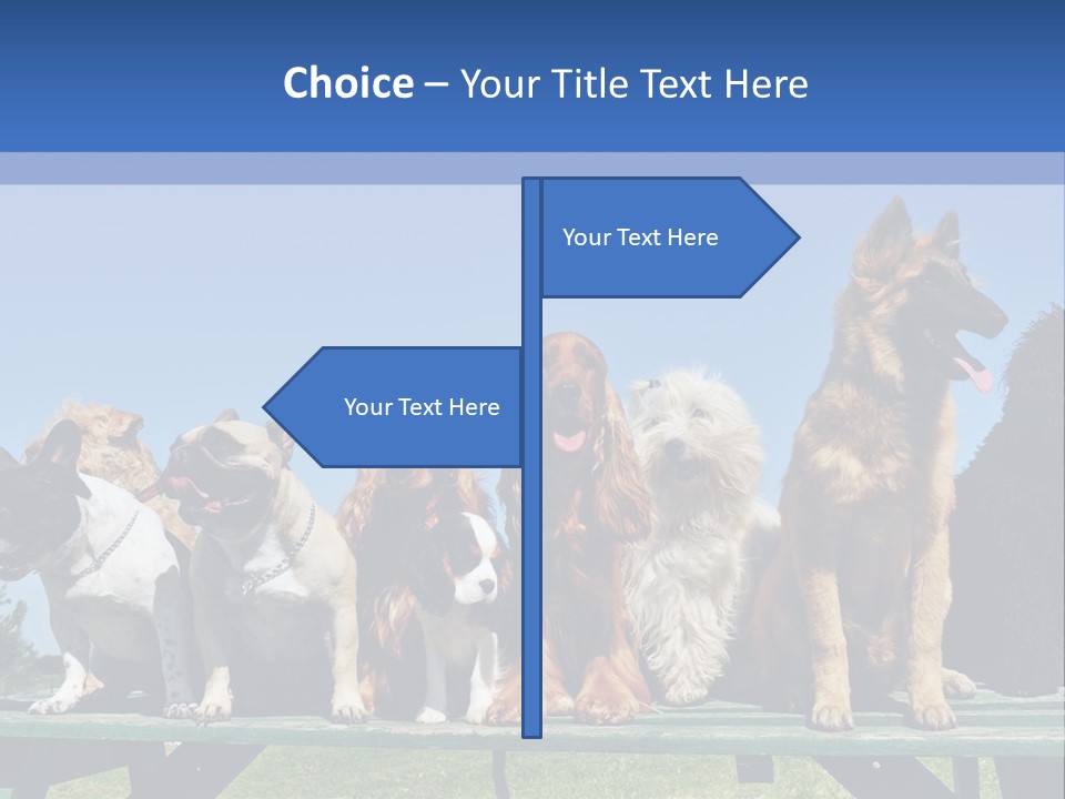 Maltese King Beautiful PowerPoint Template