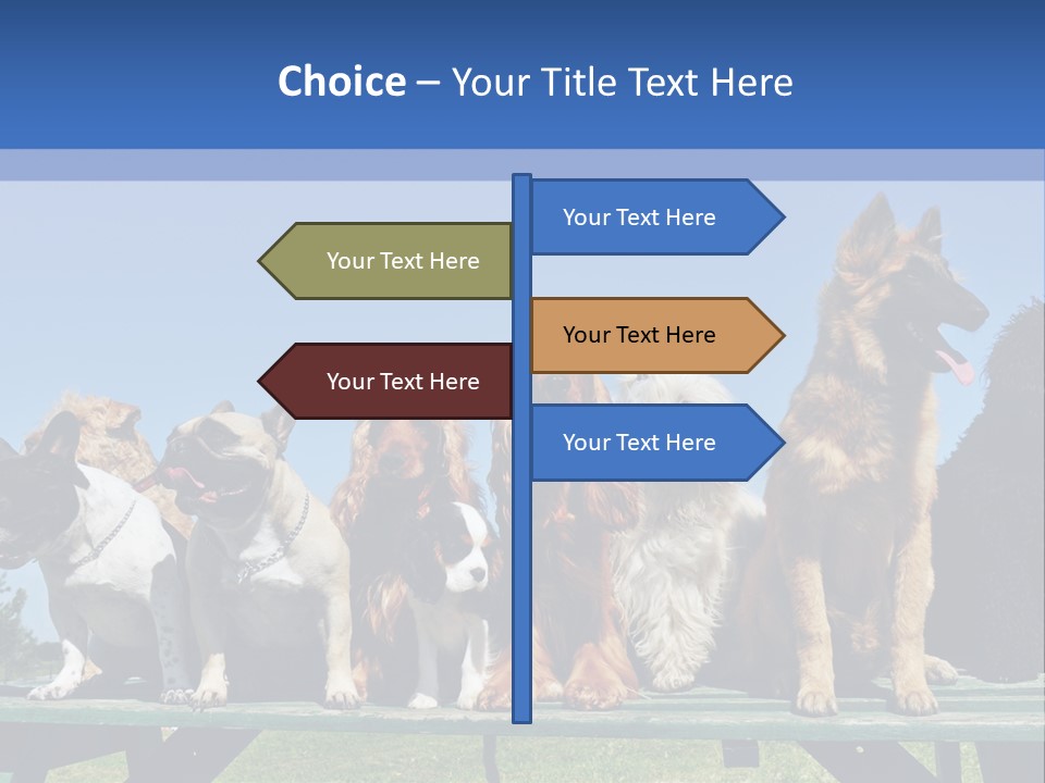 Maltese King Beautiful PowerPoint Template