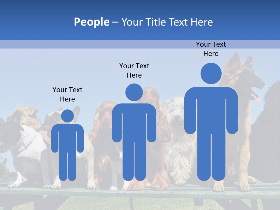 Maltese King Beautiful PowerPoint Template