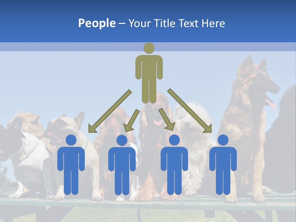 Maltese King Beautiful PowerPoint Template