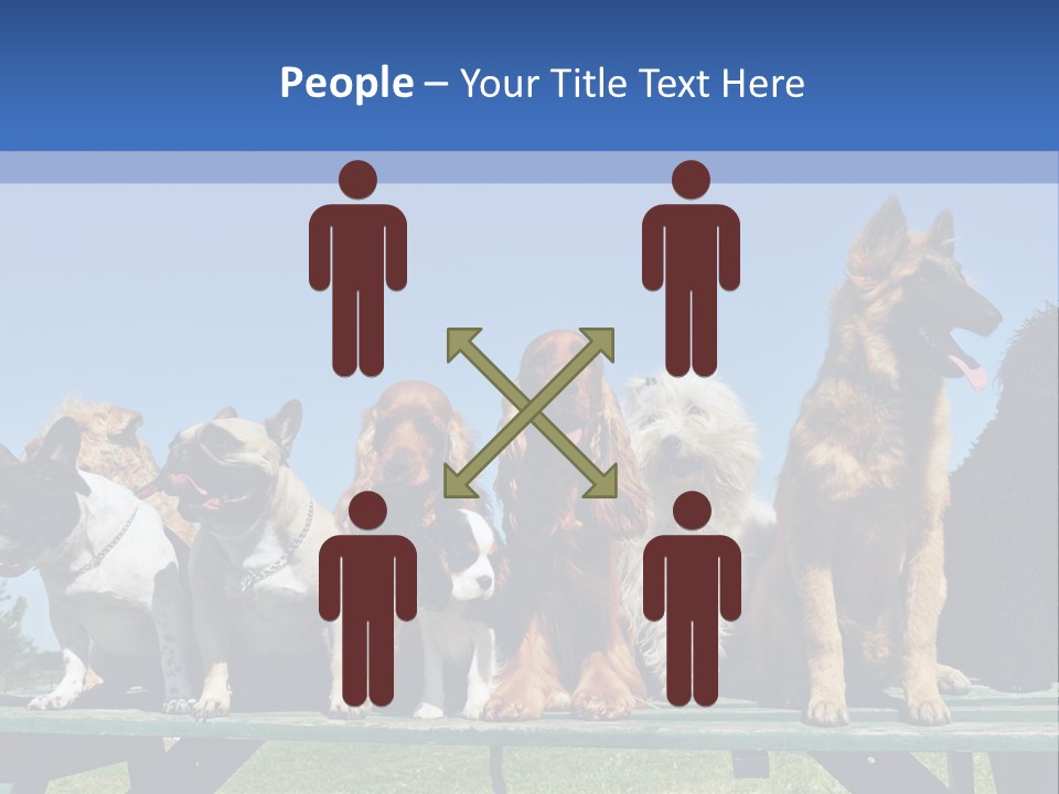 Maltese King Beautiful PowerPoint Template