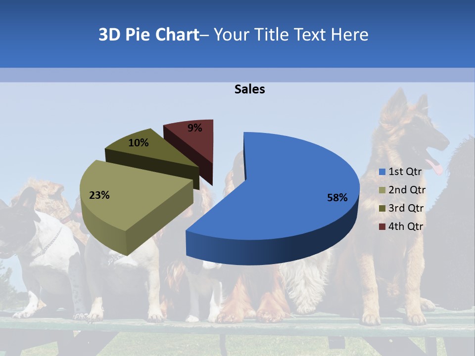 Maltese King Beautiful PowerPoint Template