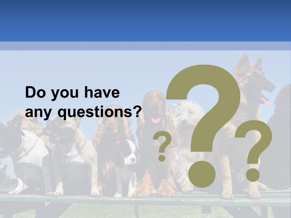 Maltese King Beautiful PowerPoint Template