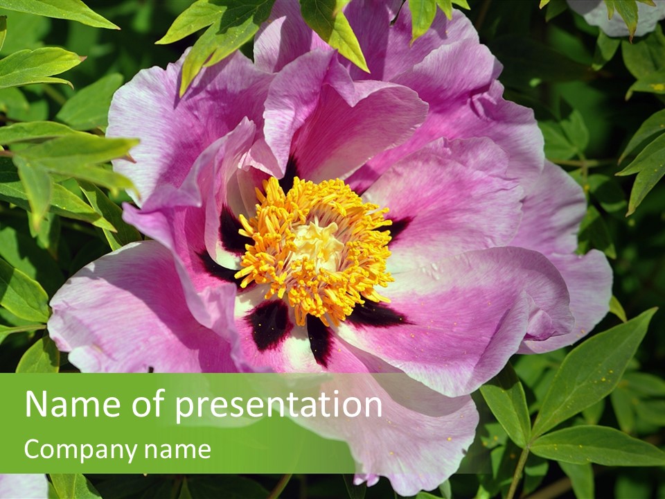 Colorful Blooming Pink PowerPoint Template