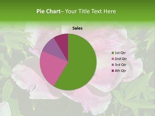 Colorful Blooming Pink PowerPoint Template