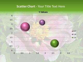 Colorful Blooming Pink PowerPoint Template