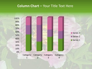 Colorful Blooming Pink PowerPoint Template