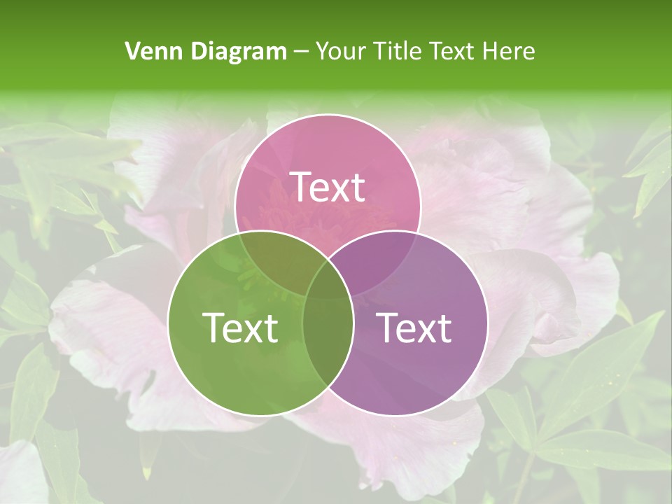 Colorful Blooming Pink PowerPoint Template