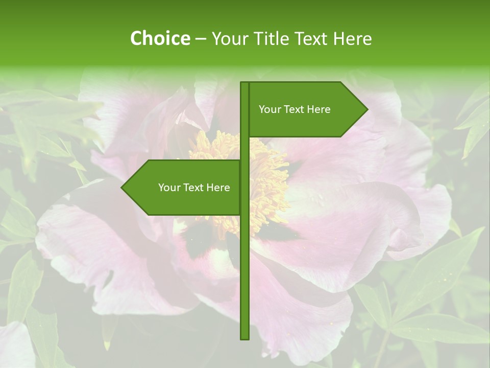 Colorful Blooming Pink PowerPoint Template