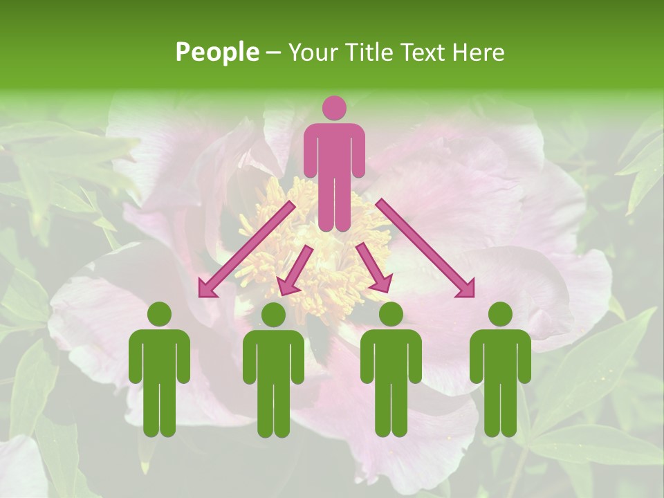 Colorful Blooming Pink PowerPoint Template