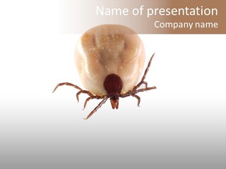 Background Big Parasite PowerPoint Template