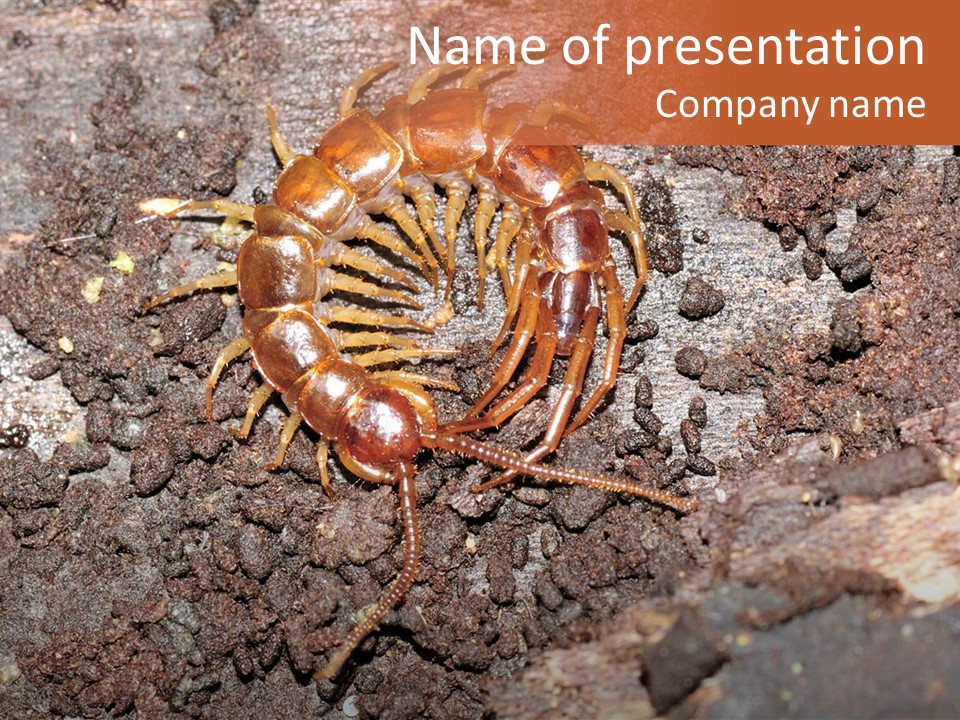 Centipede Arthropod Wildlife PowerPoint Template