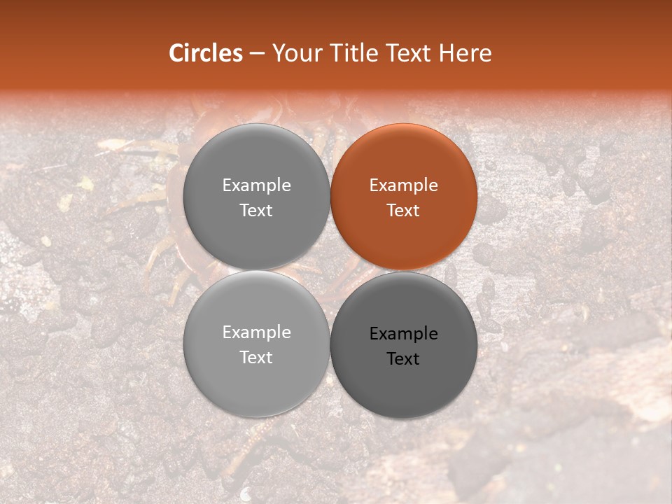 Centipede Arthropod Wildlife PowerPoint Template