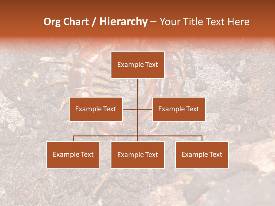 Centipede Arthropod Wildlife PowerPoint Template