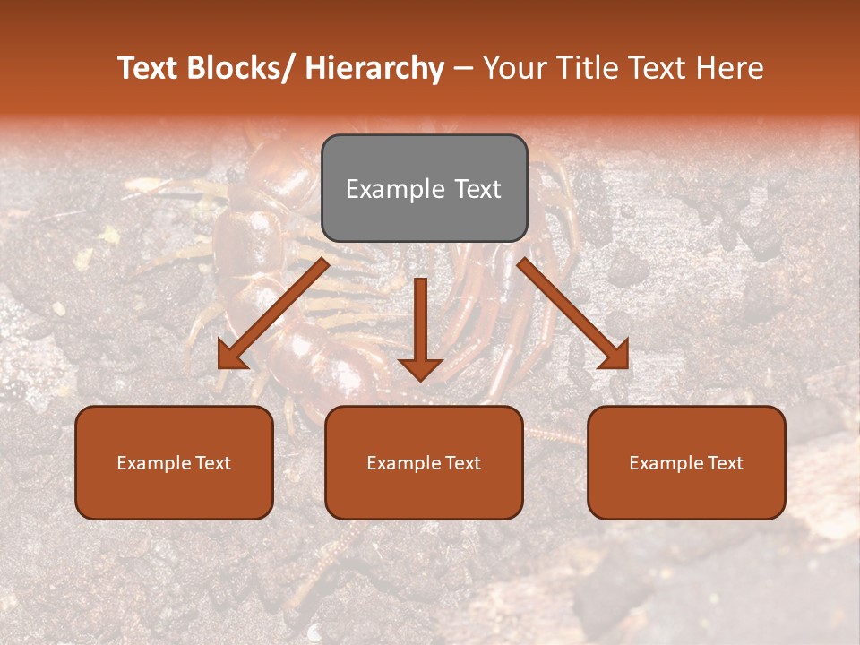 Centipede Arthropod Wildlife PowerPoint Template