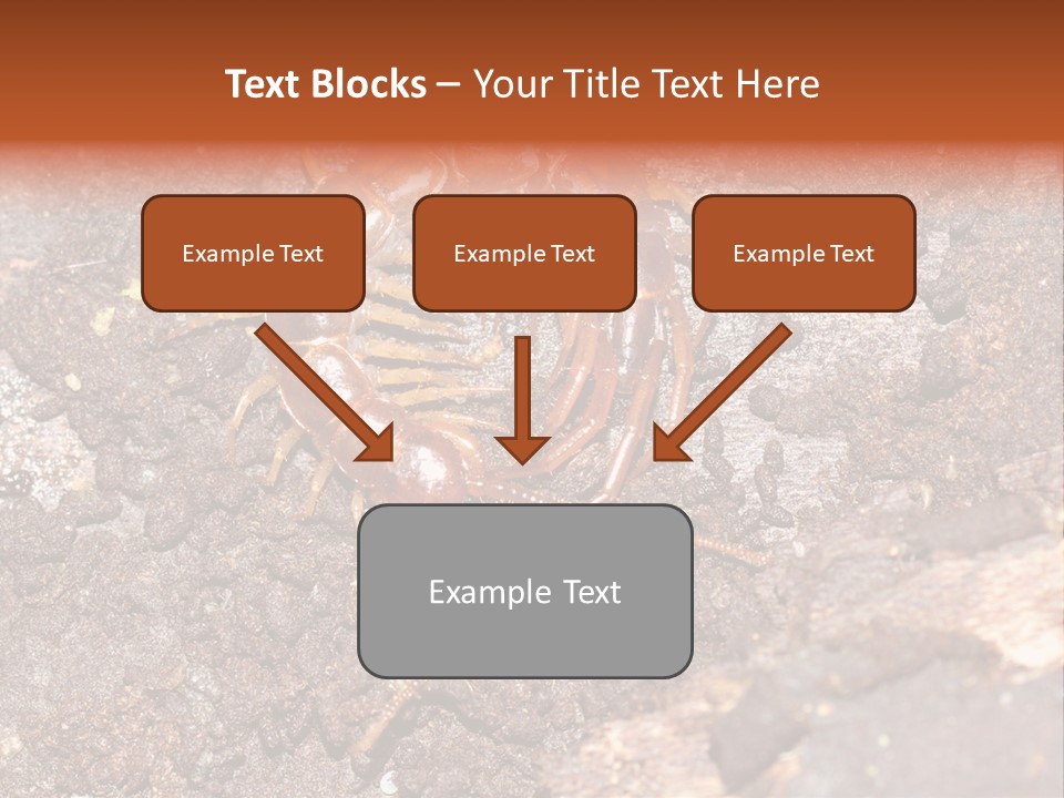 Centipede Arthropod Wildlife PowerPoint Template