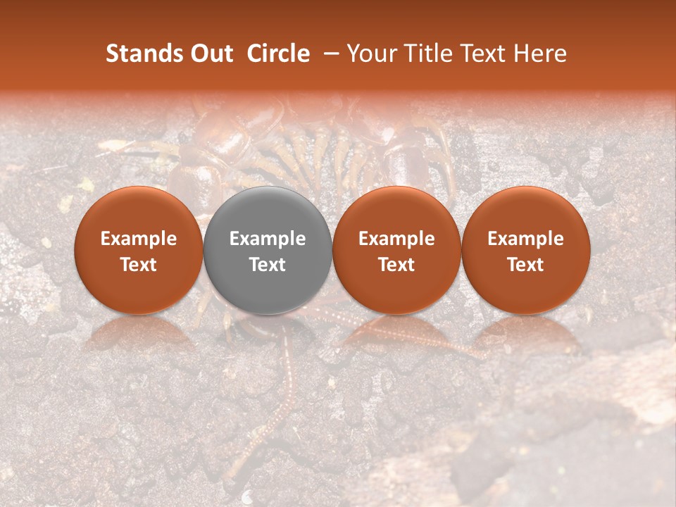 Centipede Arthropod Wildlife PowerPoint Template