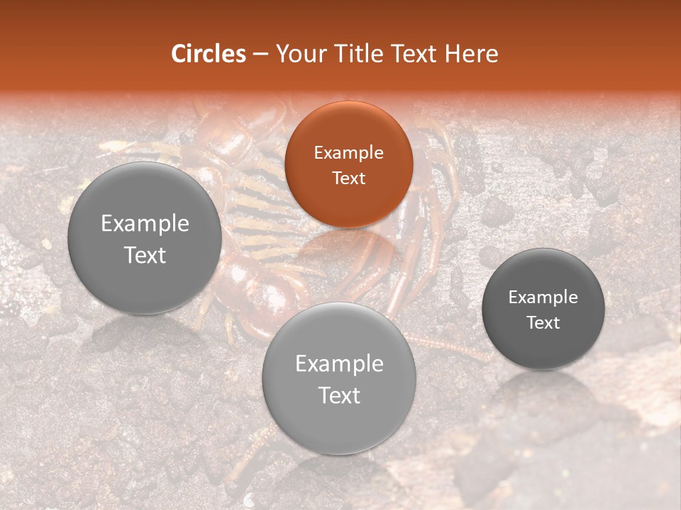 Centipede Arthropod Wildlife PowerPoint Template
