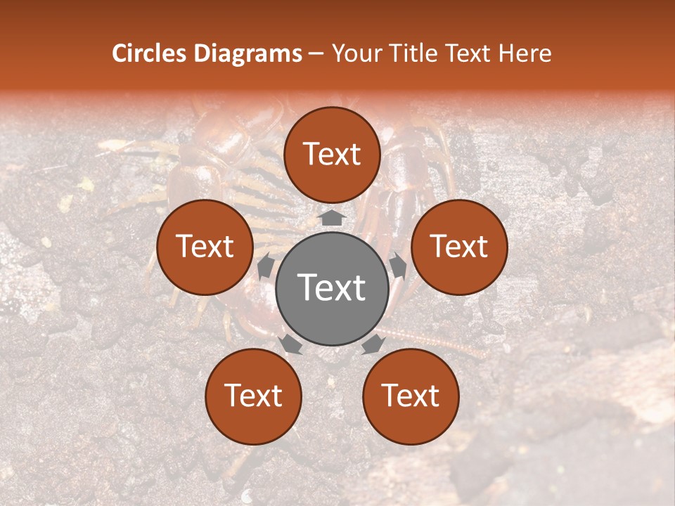Centipede Arthropod Wildlife PowerPoint Template