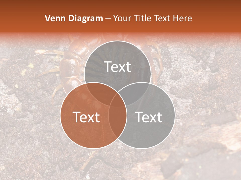 Centipede Arthropod Wildlife PowerPoint Template