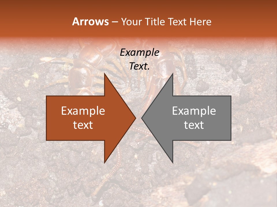 Centipede Arthropod Wildlife PowerPoint Template