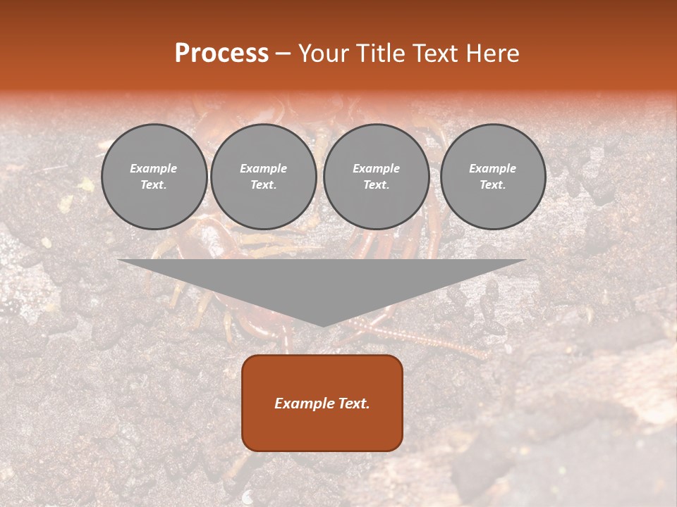 Centipede Arthropod Wildlife PowerPoint Template