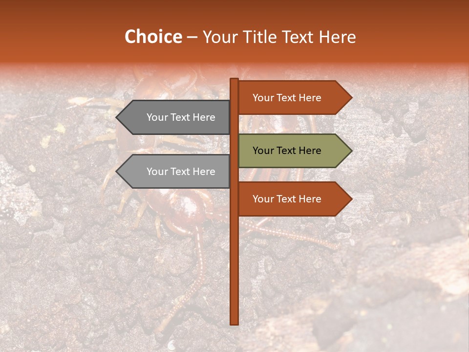 Centipede Arthropod Wildlife PowerPoint Template