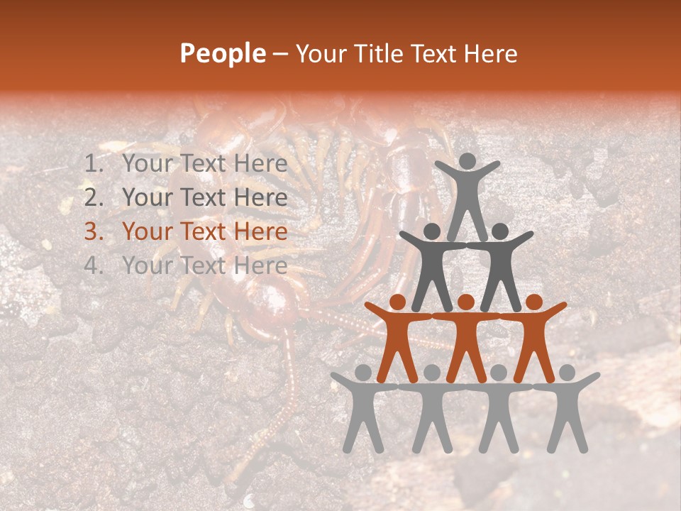 Centipede Arthropod Wildlife PowerPoint Template
