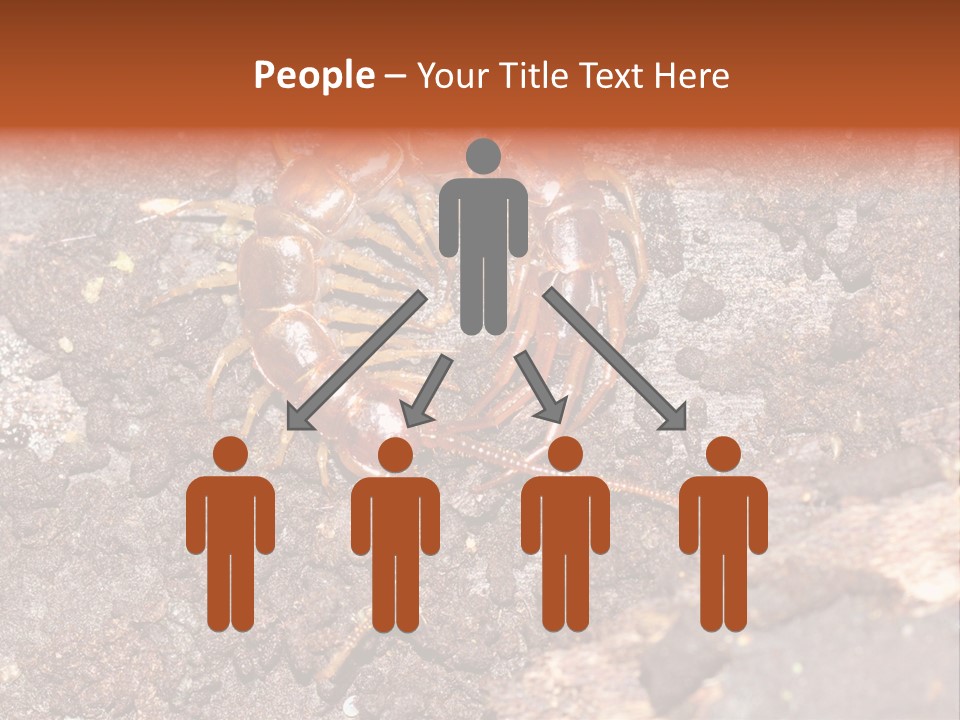 Centipede Arthropod Wildlife PowerPoint Template