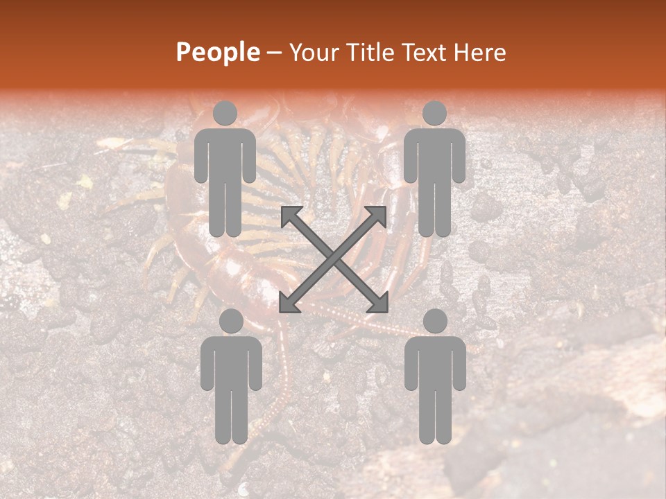 Centipede Arthropod Wildlife PowerPoint Template