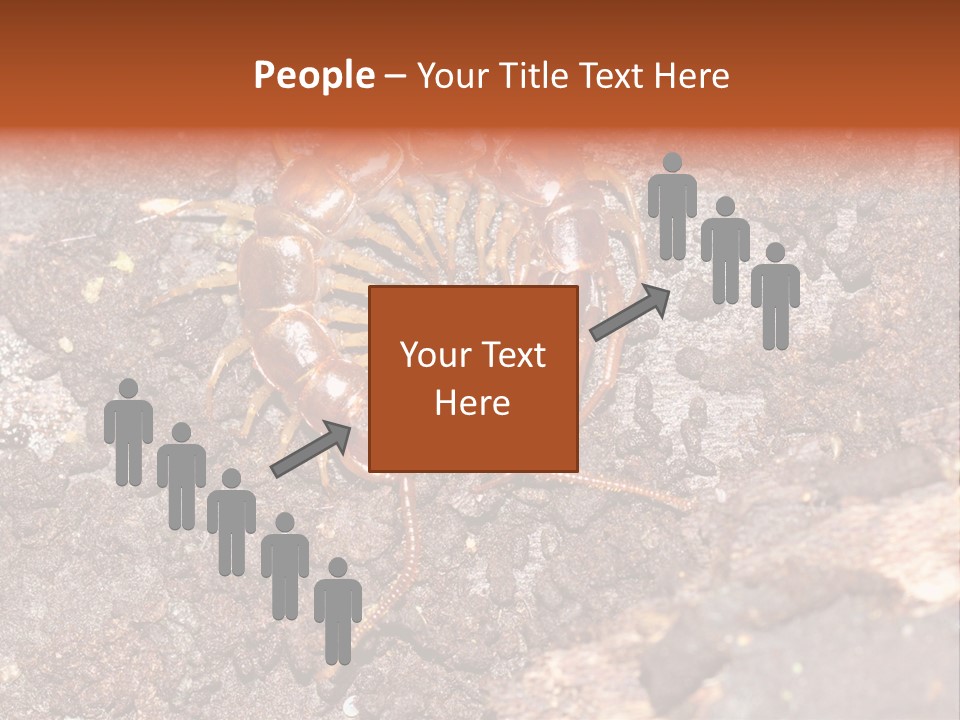 Centipede Arthropod Wildlife PowerPoint Template