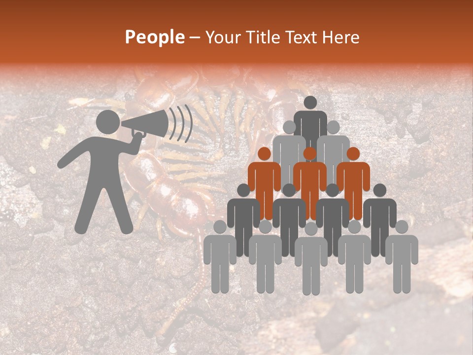 Centipede Arthropod Wildlife PowerPoint Template