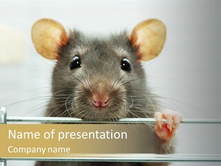 Animal Pest Domestic PowerPoint Template