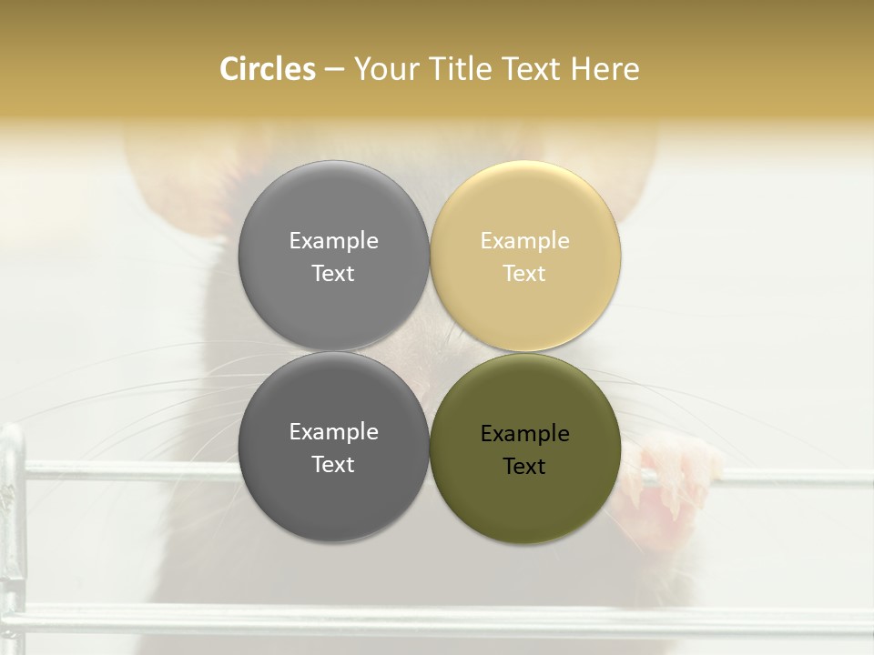 Animal Pest Domestic PowerPoint Template