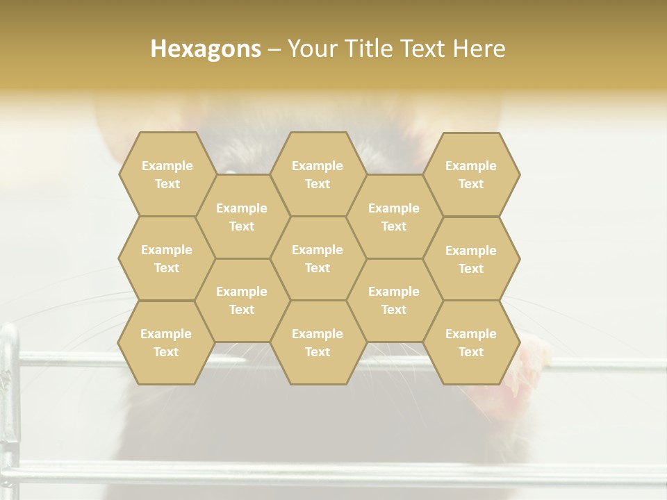 Animal Pest Domestic PowerPoint Template