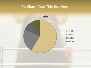 Animal Pest Domestic PowerPoint Template