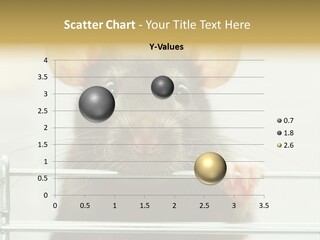 Animal Pest Domestic PowerPoint Template