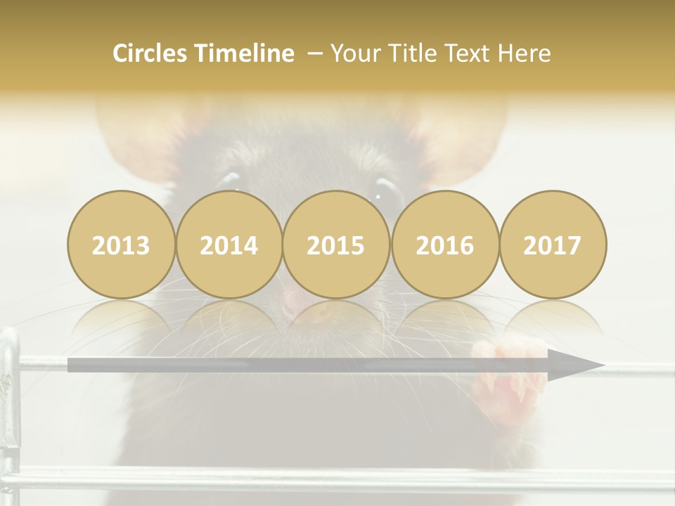 Animal Pest Domestic PowerPoint Template