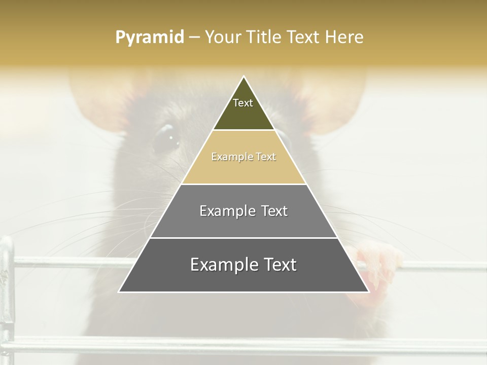 Animal Pest Domestic PowerPoint Template