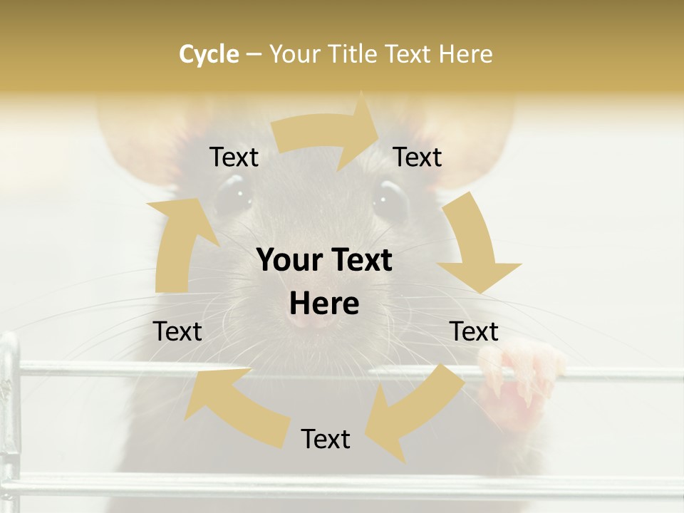 Animal Pest Domestic PowerPoint Template