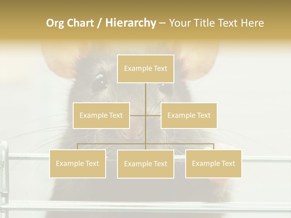 Animal Pest Domestic PowerPoint Template