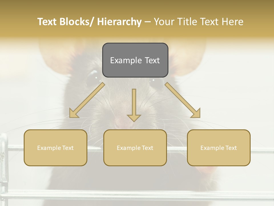 Animal Pest Domestic PowerPoint Template