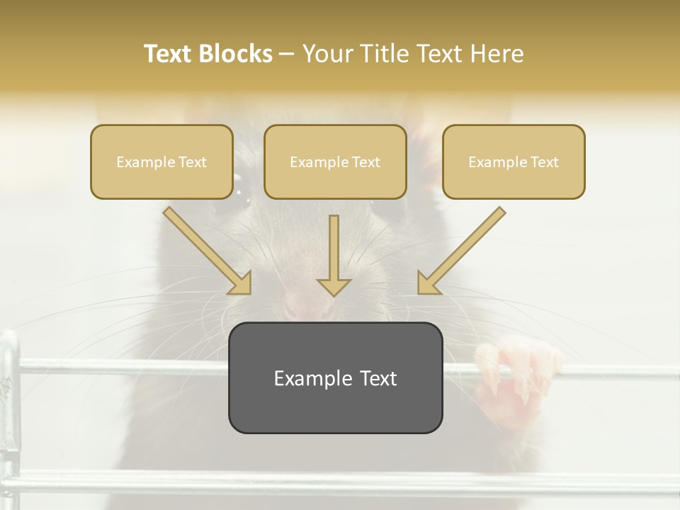Animal Pest Domestic PowerPoint Template